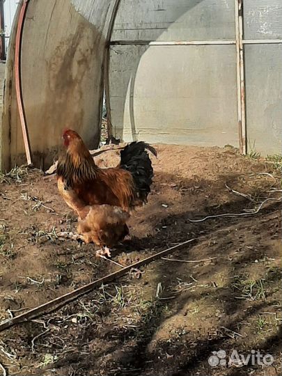 Петух брама