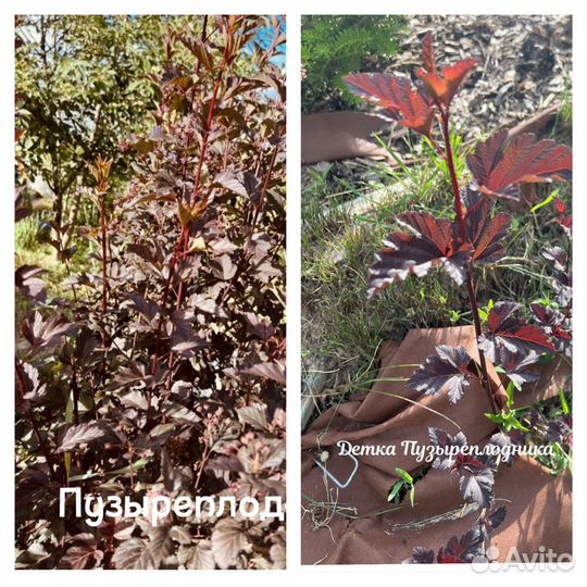 Гортензия и другие растения, кустарники