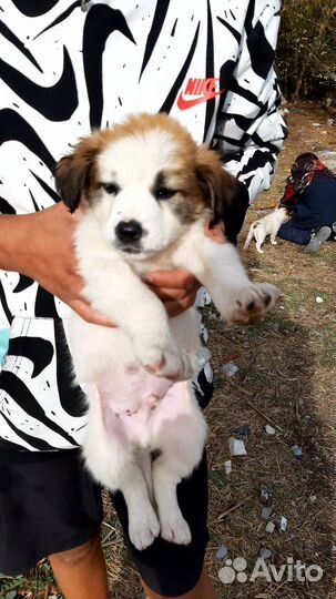 Отдам щенков в добрые руки бесплатно