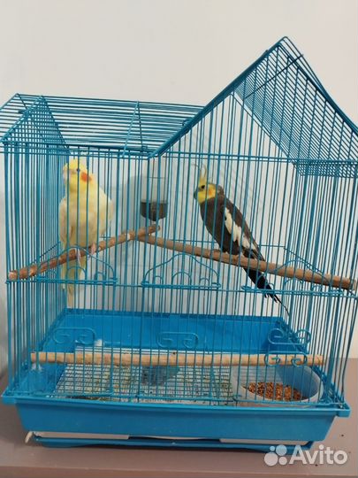 Попугаи корелла