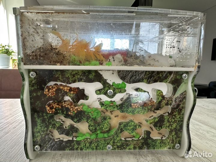 Муравьиная ферма