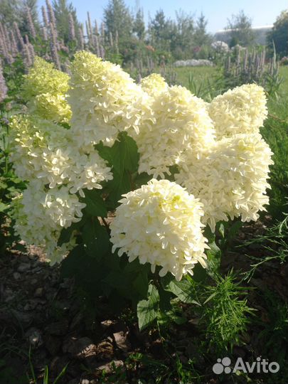 Гортензия метельчатая саженцы