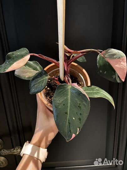 Филодендрон розовая принцесса