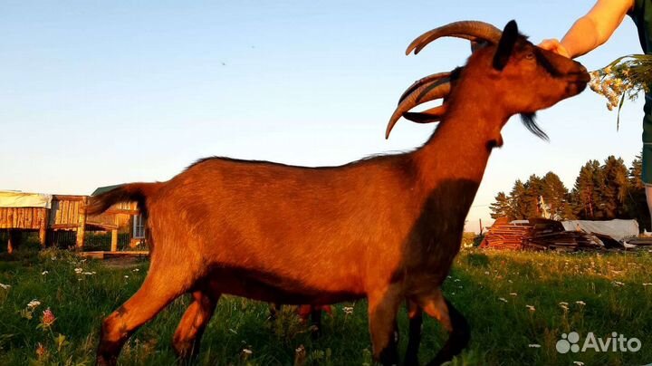 Чешские козы. ликвидация хозяйства