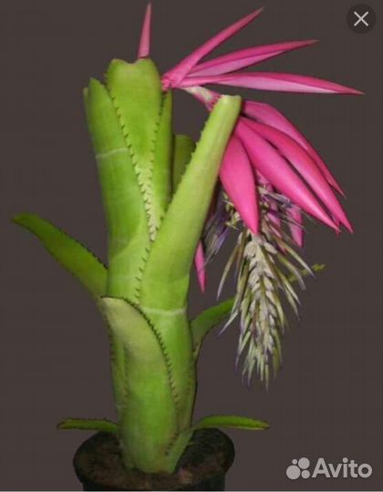 Бильбергия