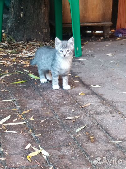 Котята отдам бесплатно