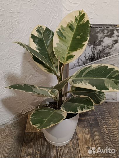 Фикус Тинеке