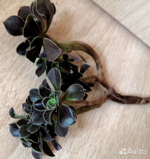 Эониумы, крассула, алоэ