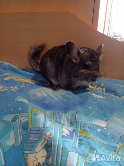 Шиншилла