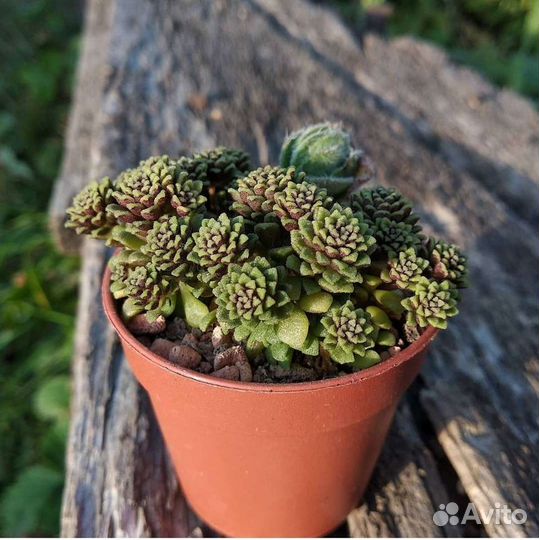 Суккуленты