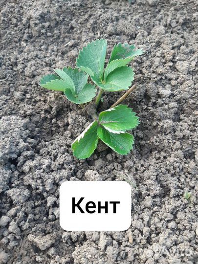 Рассада клубники