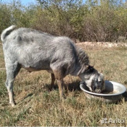 Нубийский козел для вязки