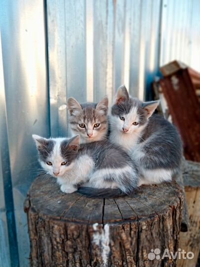 Котята в добрые руки