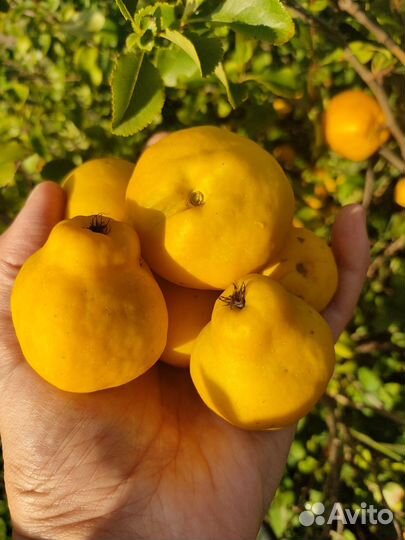 Айва японская плоды