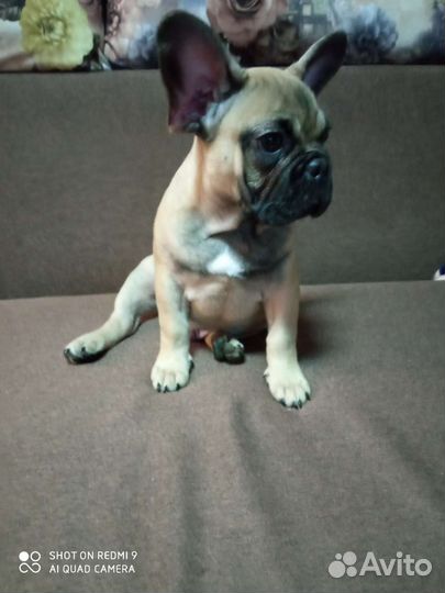 Французский бульдог щенки