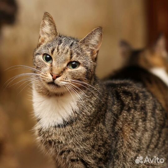 Кошки в добрые руки