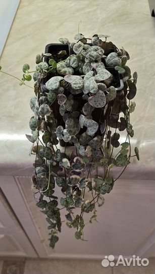 Церопегия Вуда