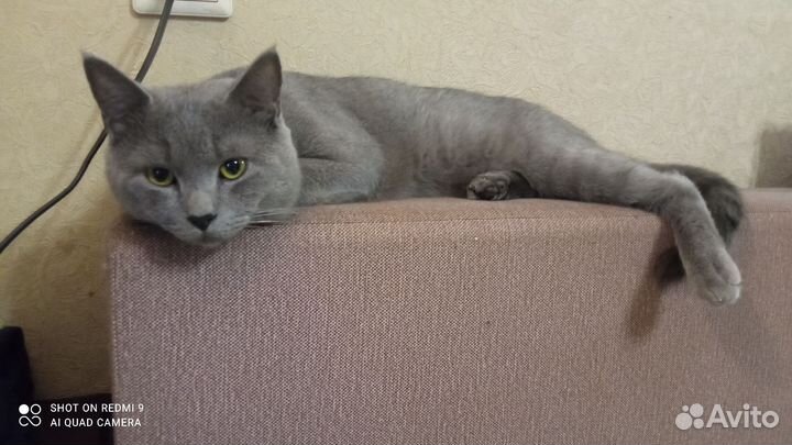 Британская кошка