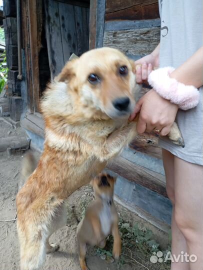 Собака Несси