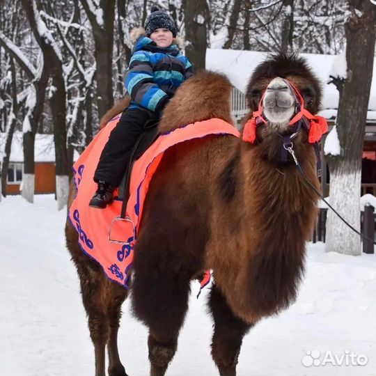 Лошади, пони, олени, верблюд на ваш праздник