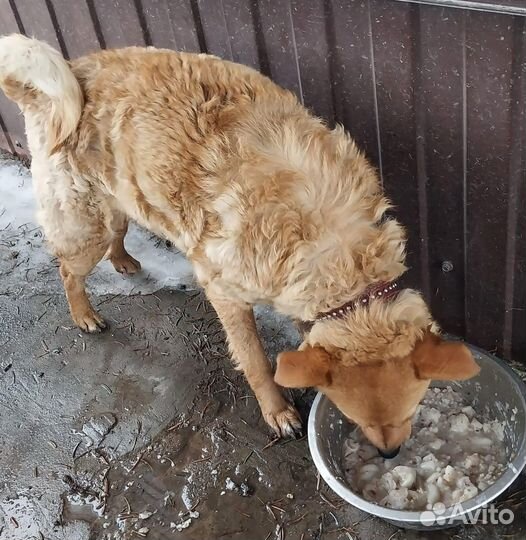 Собака в добрые руки