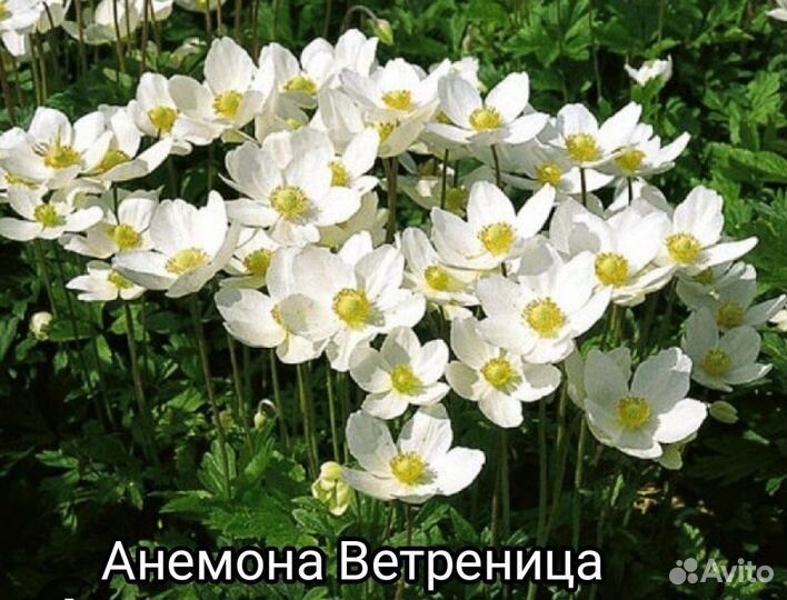 Многолетние цветы