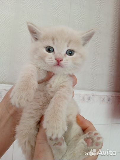 Котята