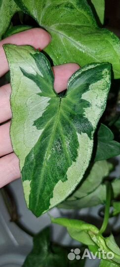 Сингониумы