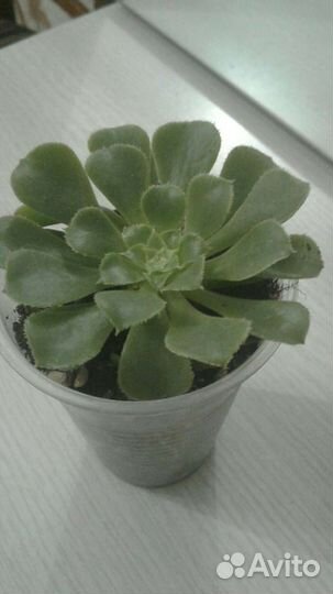 Эониум суккулент