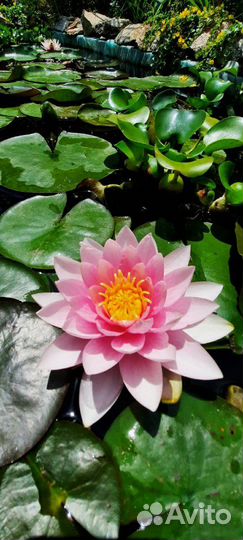 Кувшинки (Нимфеи)