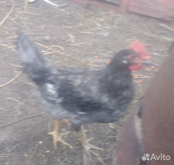 Молодые петушки