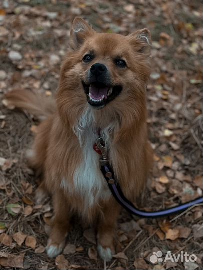 Лисичка из приюта ищет дом