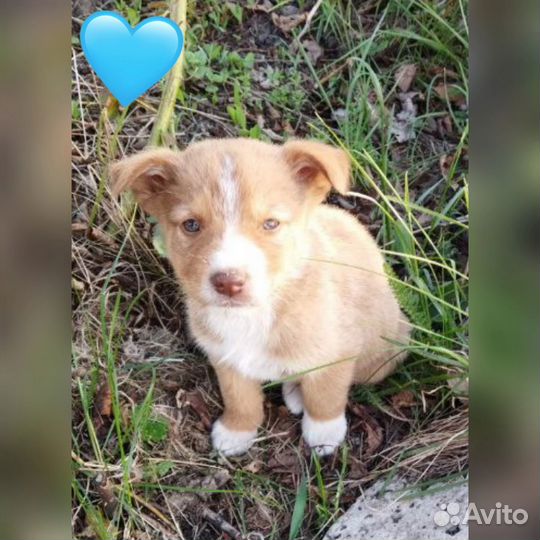 Щенки бесплатно