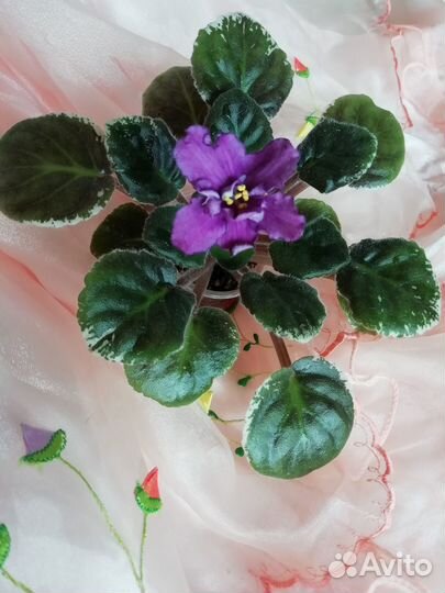 Фиалка пестролистная