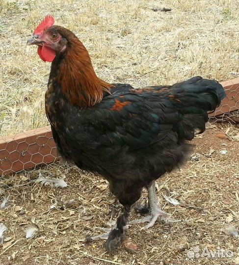 Молодые петушки