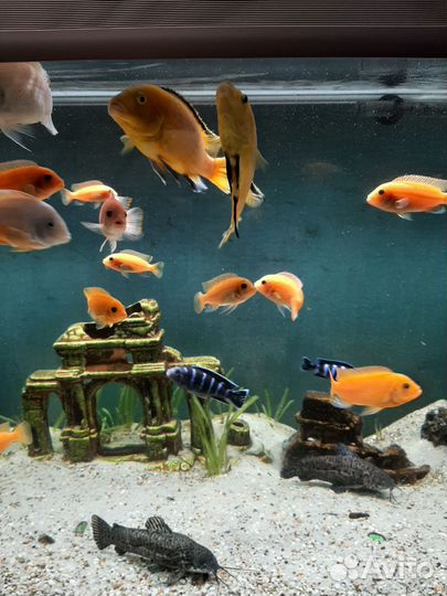 Аквариумные рыбки