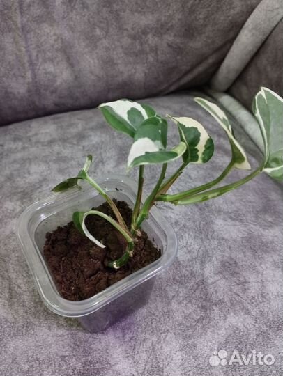 Сциндапсус н джой