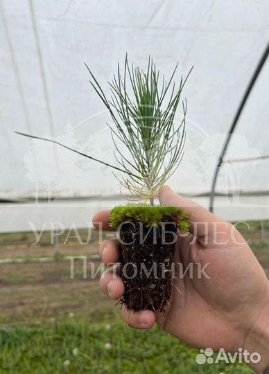 Горная сосна Мугус зкс сеянцы