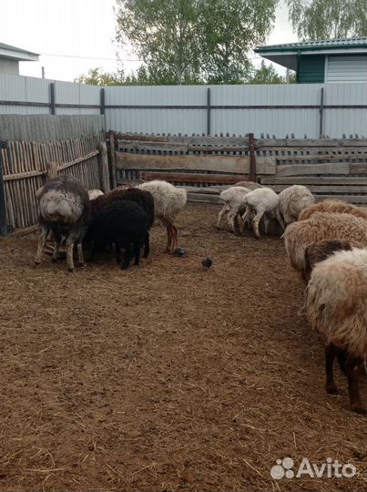 Продам овец гиссарской и эдельбаевской породы