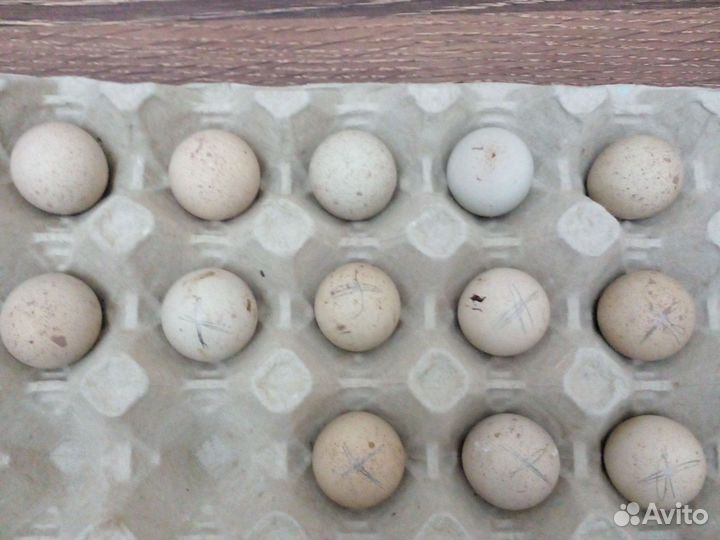 Яйца кеклика