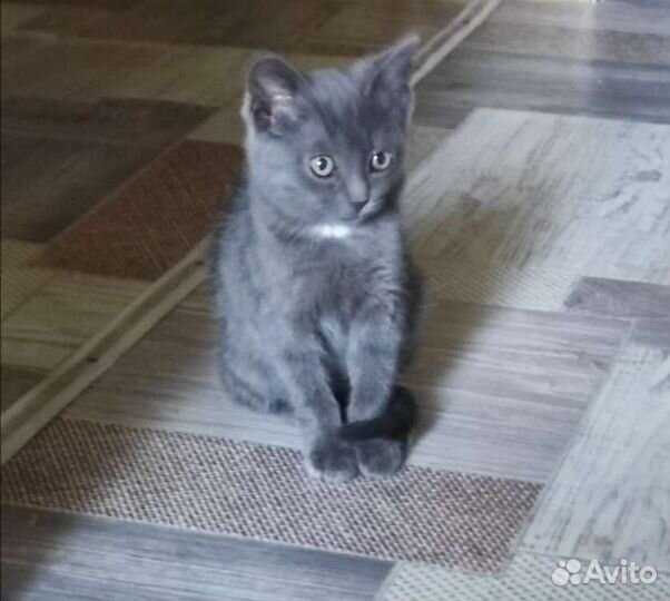 Отдам в самые добрые руки