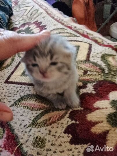 Котята Британцы