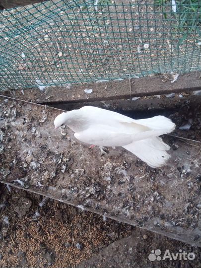 Голуби широкохвостные белые