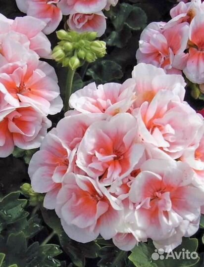 Герань пеларгония сортовая