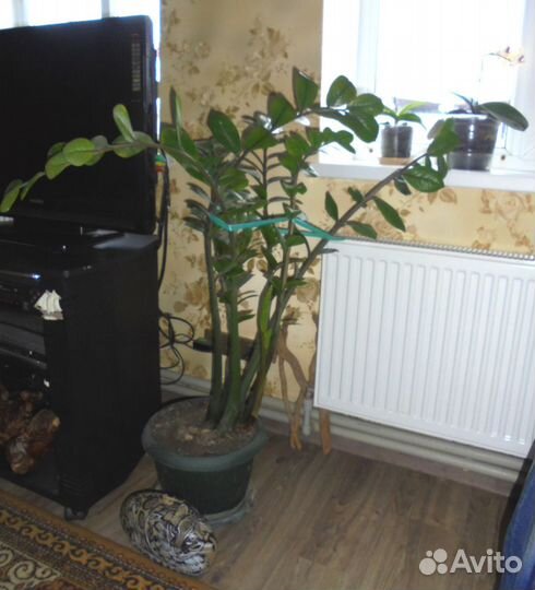 Предлагаю замиокулькас