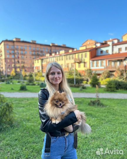 Догситтер, передержка и выгул собак