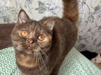 Британская короткошерстная кошка котята питомник