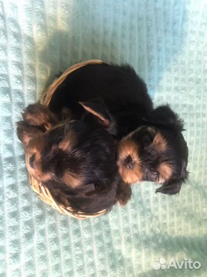 Йоркширский терьер