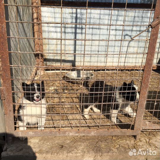 Щенки лайки рел