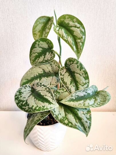 Сциндапсус пиктус Треби (экзотика),комнатные цветы